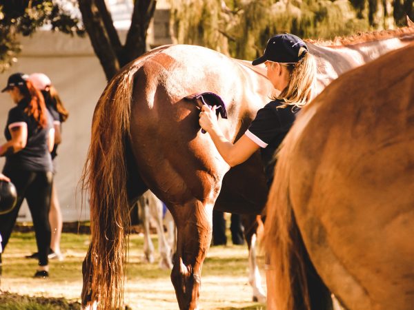 horses-and-their-groomer-2021-09-02-04-52-54-utc